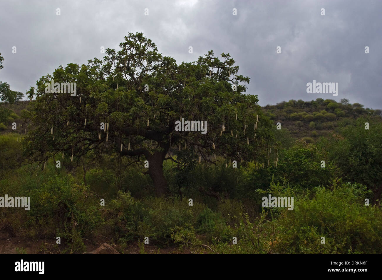 Sausage tree (Kigelia africana Stock Photo - Alamy