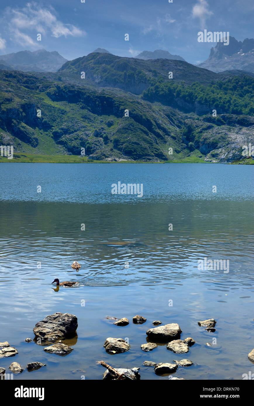 Lagos de Covadonga in the mountain range of Peaks of Europe. Lake