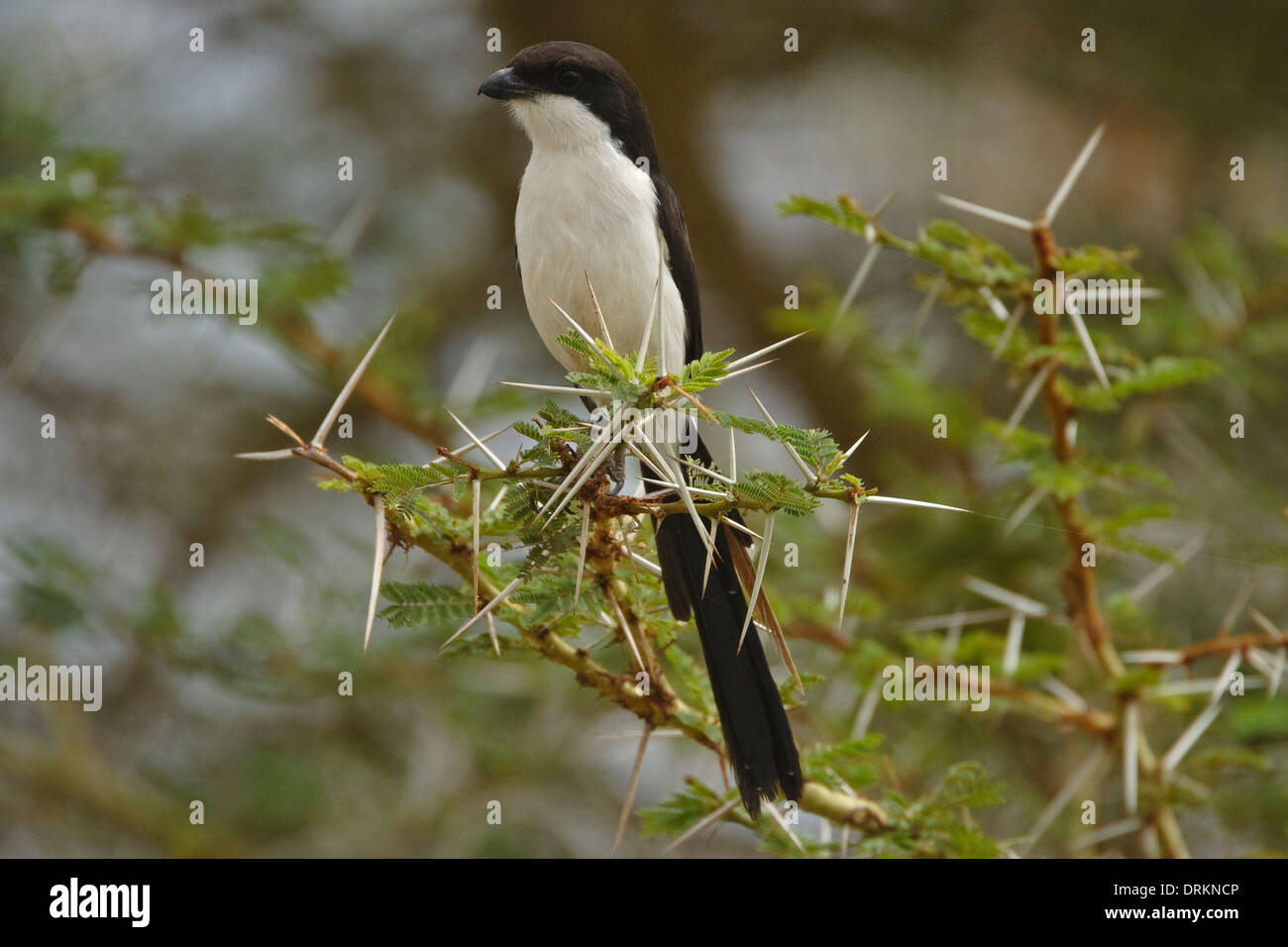 Long-tailed Fiscal (Lanius cabanisi) Stock Photo