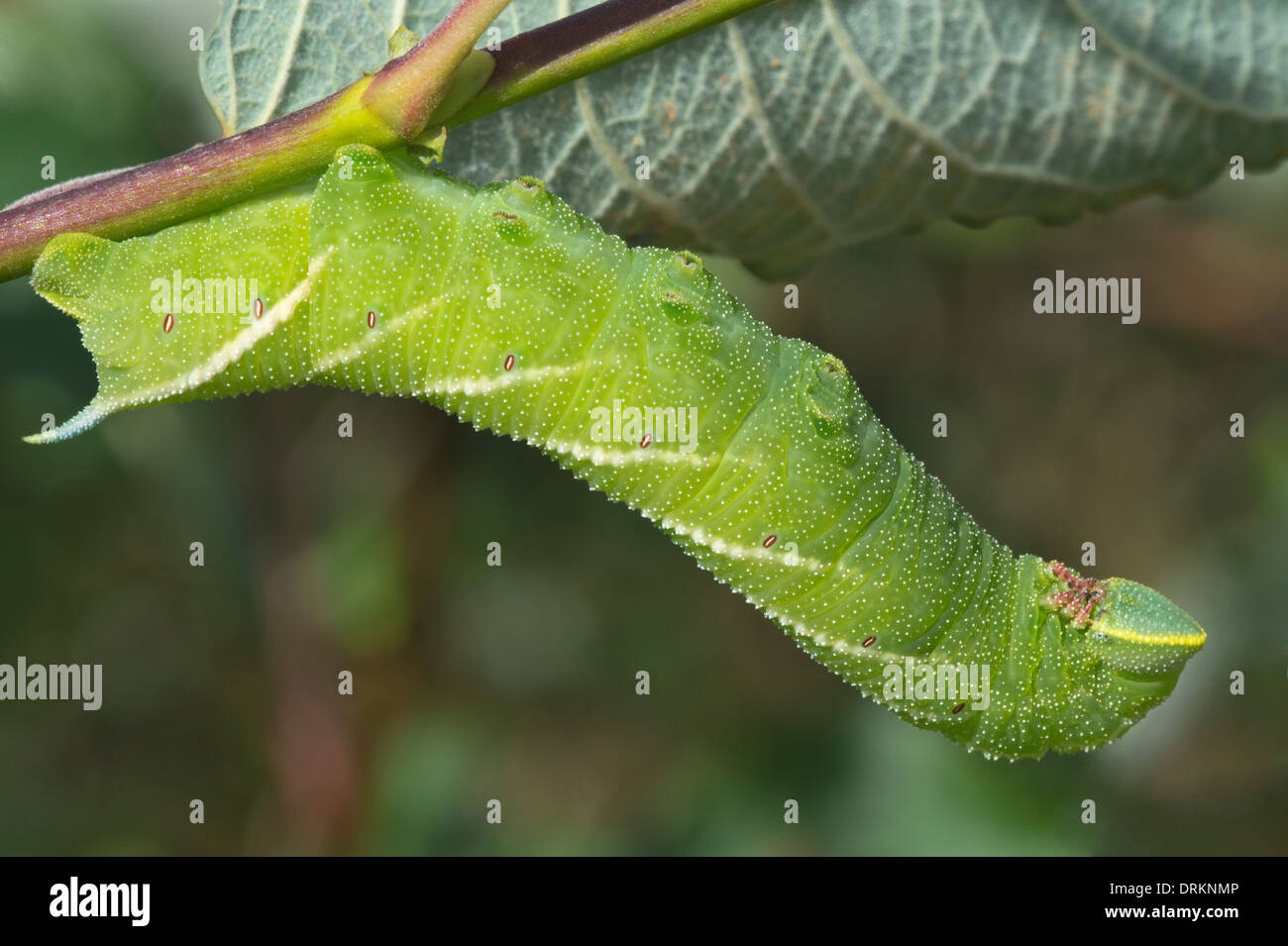 Eyed Hawk-Moth (Smerinthus ocellatus) larva Snailbeach Lead Mine Shrewsbury Shropshire England Stock Photo