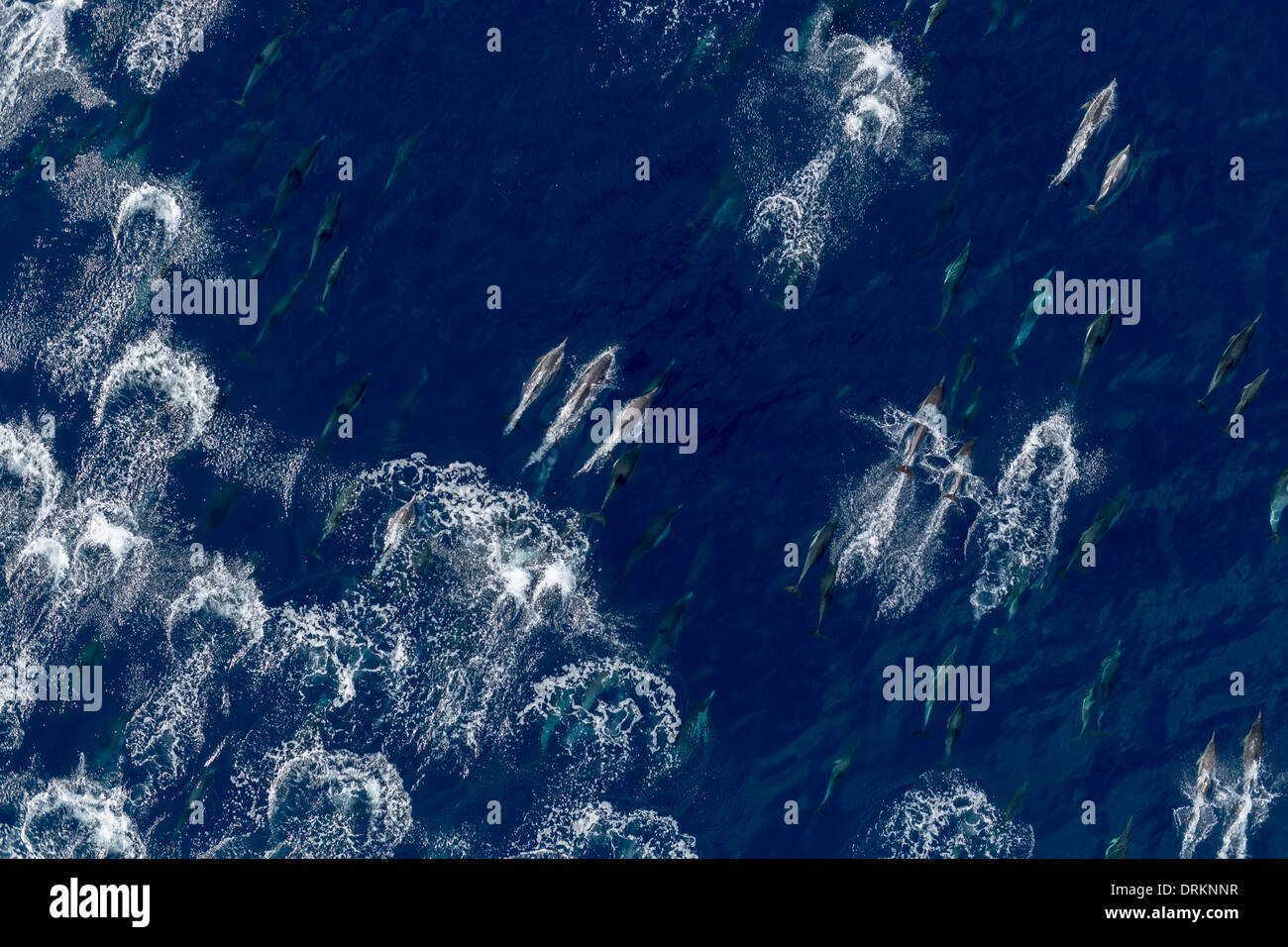 Aerial image of common dolphins swimming fast in a large group in the Pacific Ocean. Stock Photo