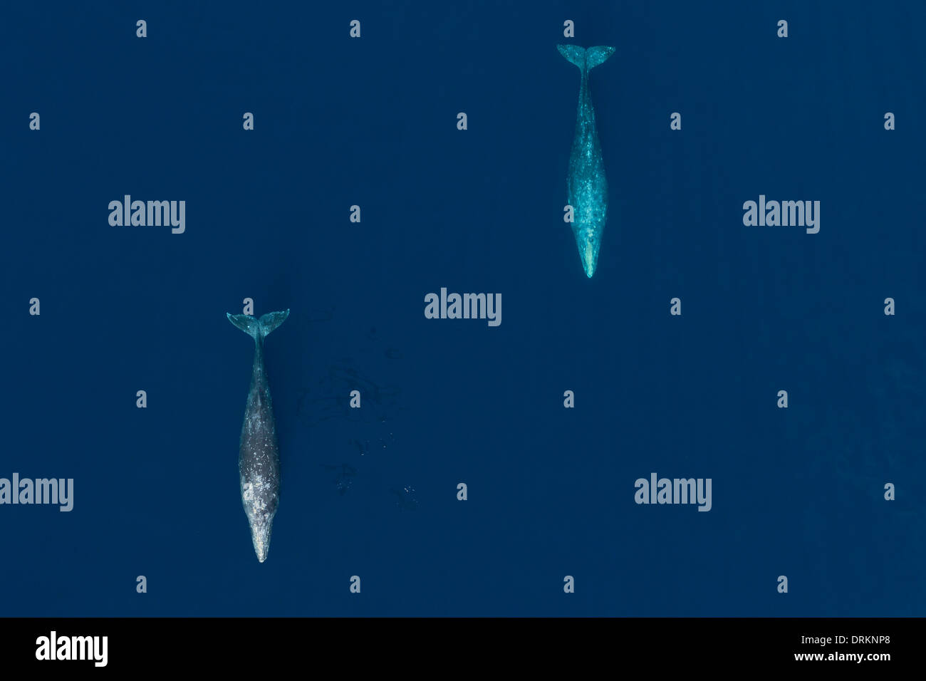 Gray whale hi-res stock photography and images - Alamy