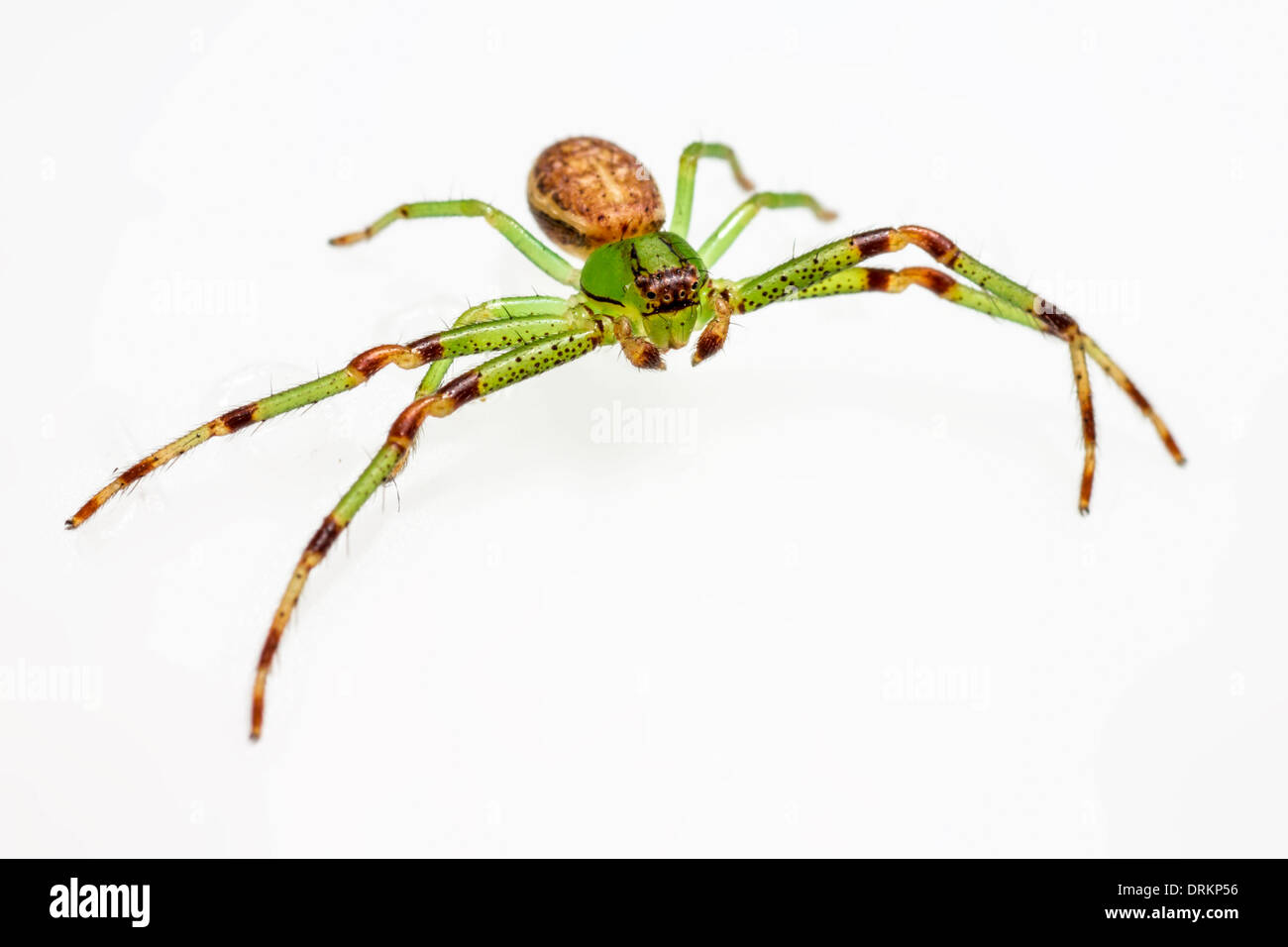 The Green Crab Spider, Diaea dorsata Stock Photo