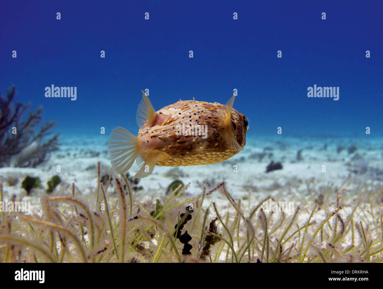 Bridled Burrfish Stock Photo
