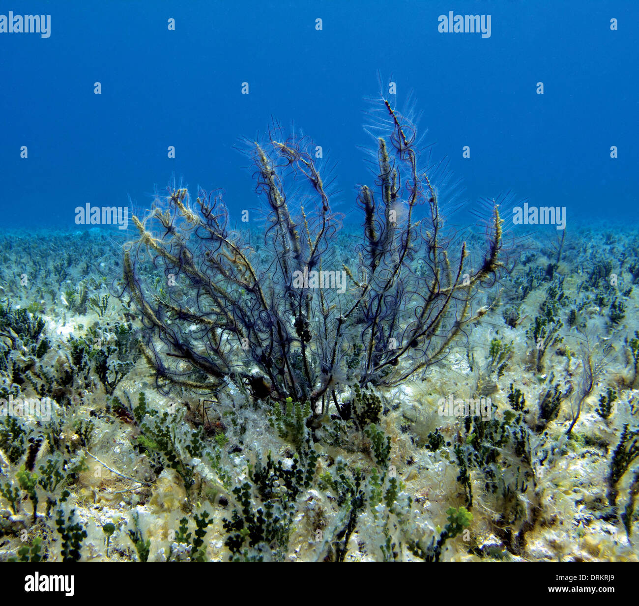 Brittle Star Encrusted Fan Coral Stock Photo Alamy