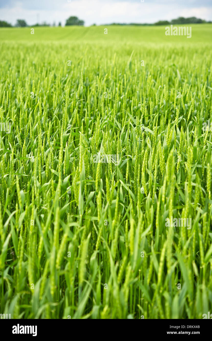 Spring Wheat Field Late Spring Wheat Field - Agriculture Theme. Vertical Photo Stock Photo ...