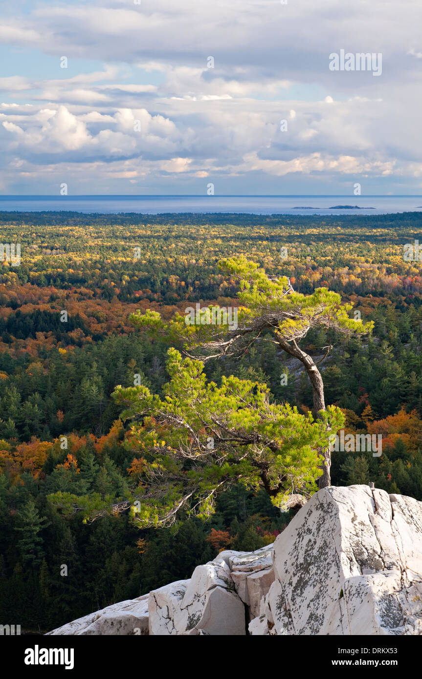 A lone windswept pine tree atop a rocky outcrop at 'The Crack' in ...