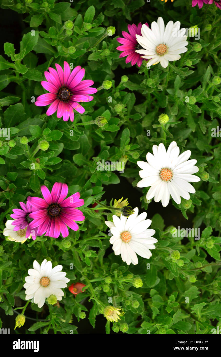 Photography of flowers called white daisies together with pink daisies