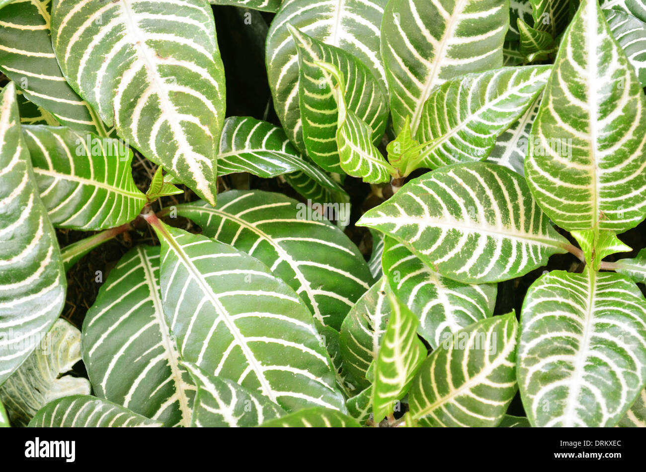 Photograph of green leaves with white stripes cuniformes Stock Photo