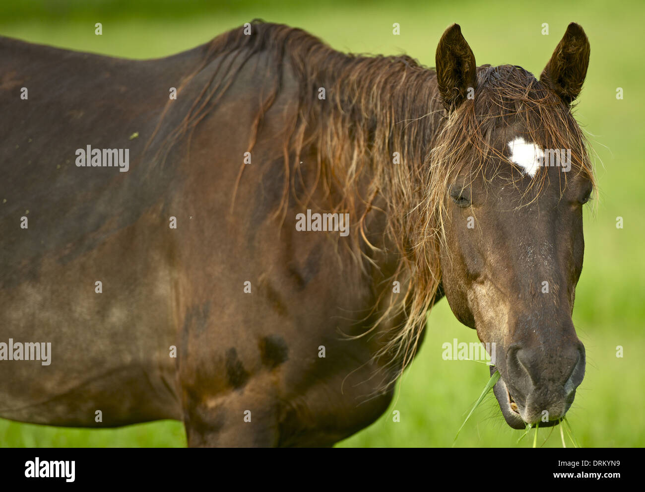Farm animals horse hi-res stock photography and images - Alamy