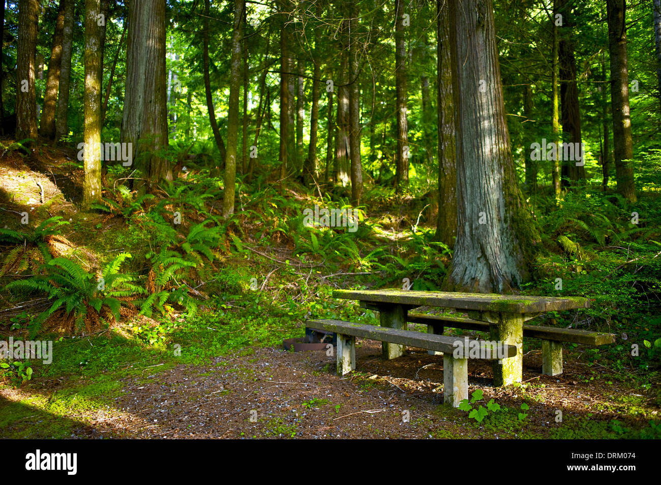 Bench in the Mossy Park. Picnic Place Stock Photo Alamy
