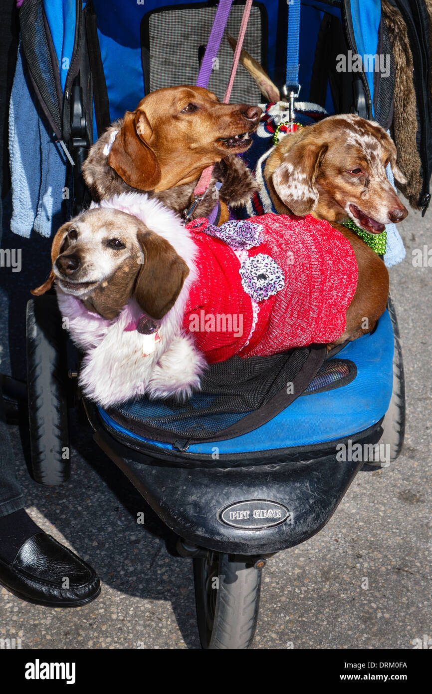Miami Beach Florida,dogs,carriage,dachshunds,pets,visitors travel traveling tour tourist tourism landmark landmarks,culture cultural vacation group pe Stock Photo