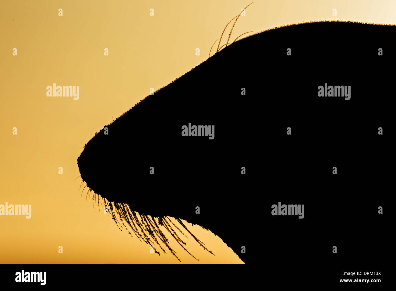 A close-up side profile silhouette of an adult female Grey seal at sunrise, North Sea coast, Norfolk, England Stock Photo