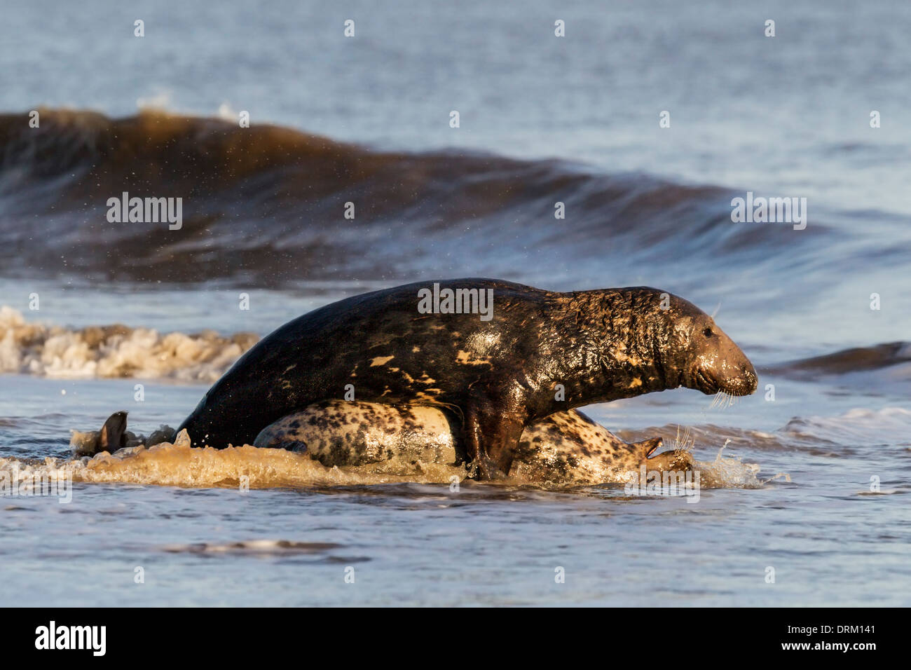 Grey seal courtship behaviour, North Sea coast, Norfolk, England Stock