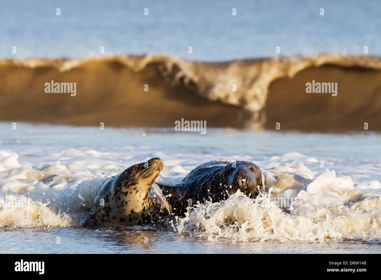Grey seal courtship behaviour, North Sea coast, Norfolk, England Stock Photo