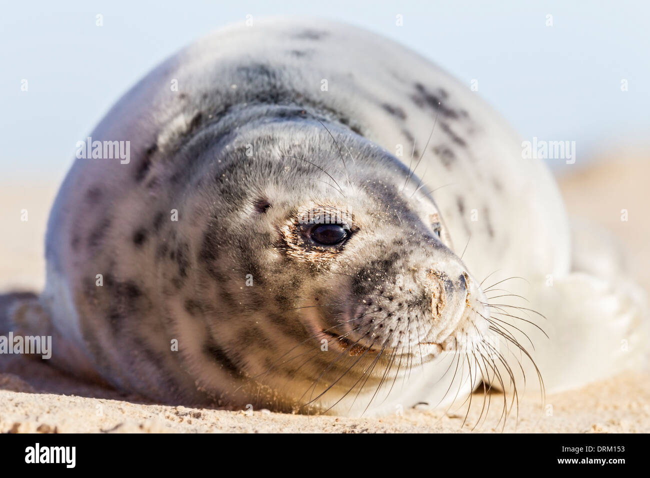 A close-up of a Grey seal pup in its first adult coat, they shed their white natal fur after 2-3 weeks Stock Photo
