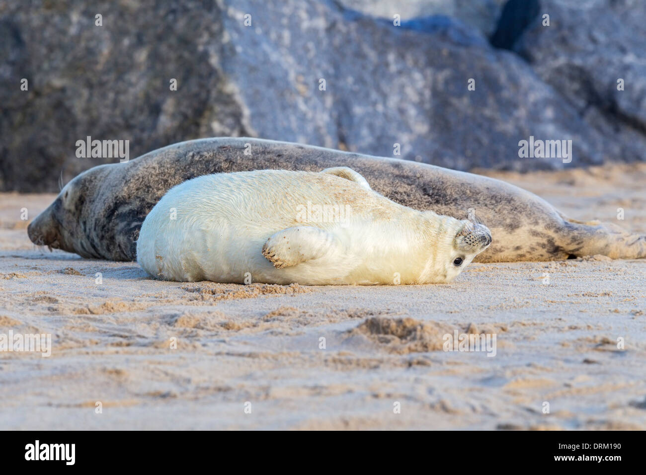 A Grey seal seal pup in white pelage sleeps alongside its protective mum on the beach, North Sea coast, Norfolk, England Stock Photo