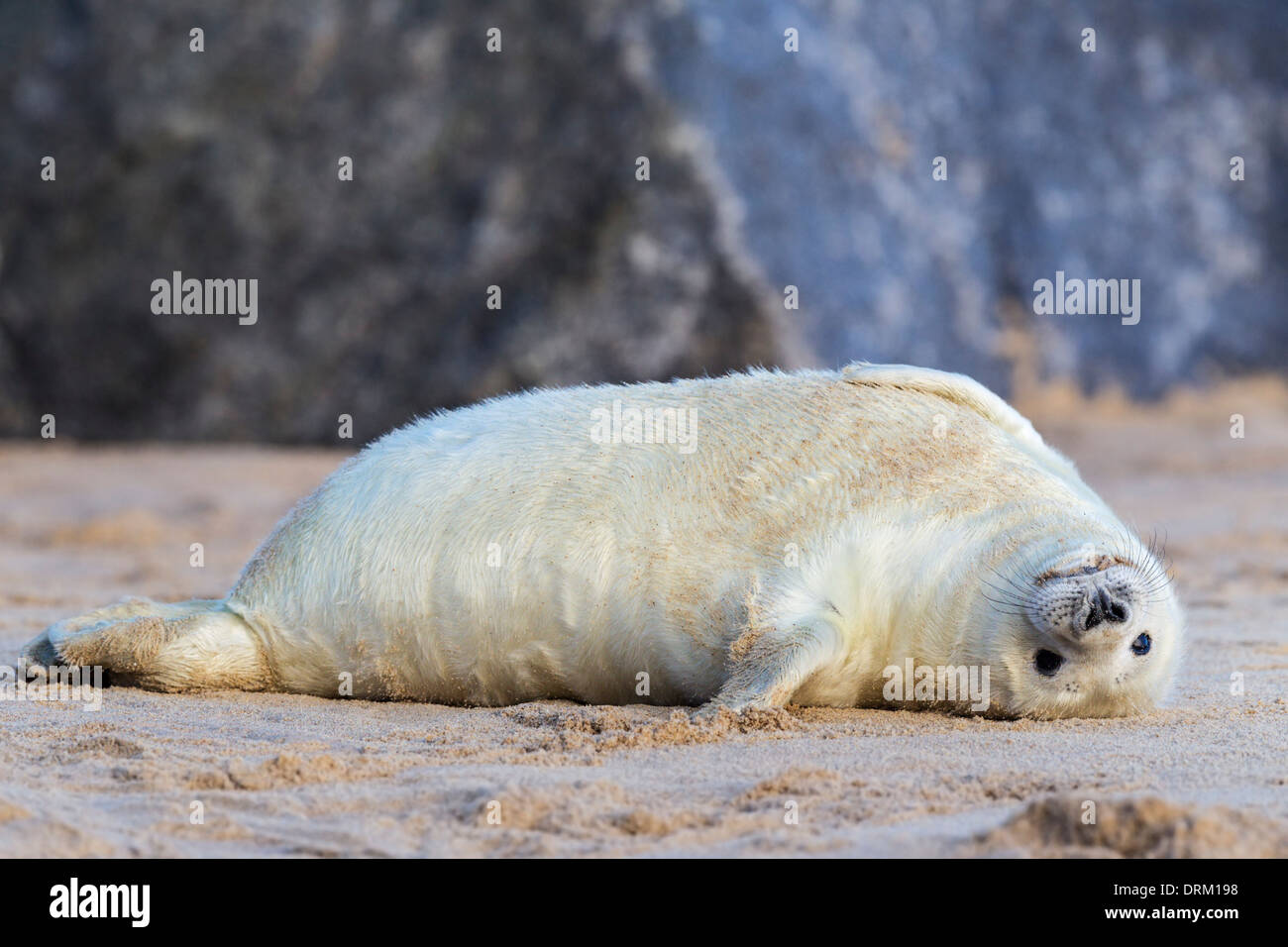 A white Grey seal pup stretches on it back on the beach, North Sea coast, Norfolk, England Stock Photo