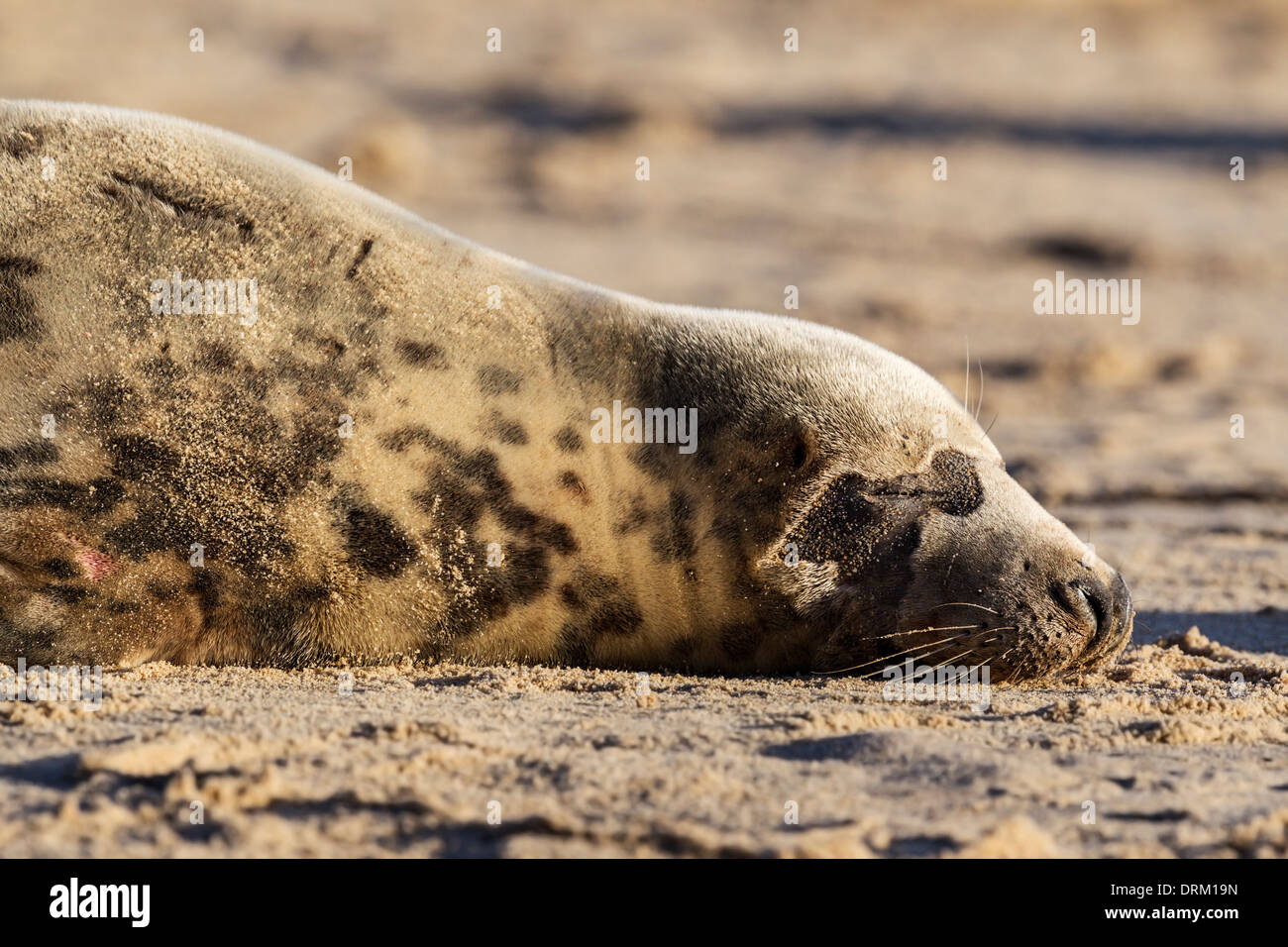 An adult female Grey seal sleeps on the beach Stock Photo