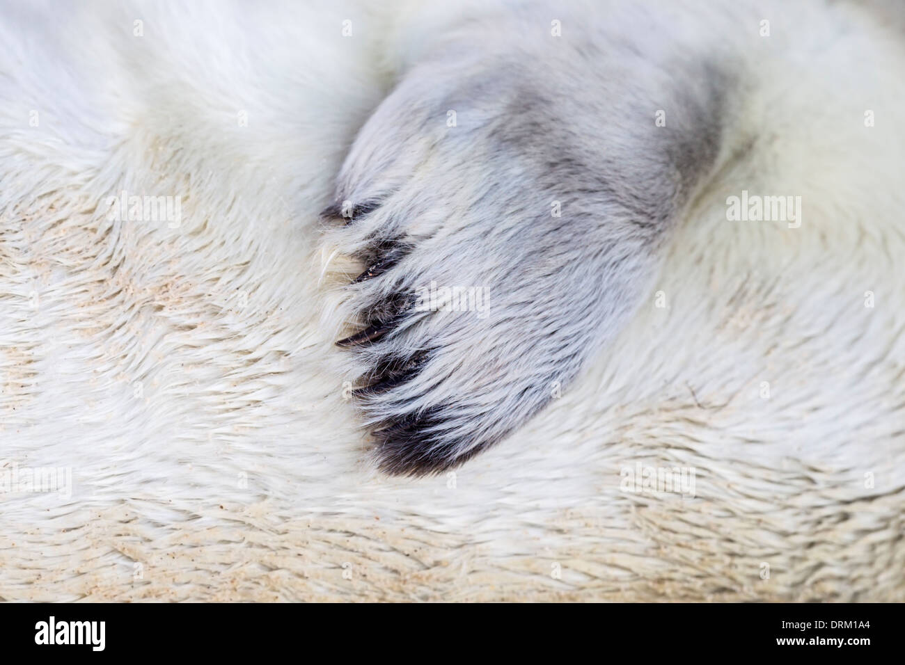 Close-up detail of the fore flipper of a Grey seal pup in white natal fur, North Sea coast, Norfolk, England Stock Photo