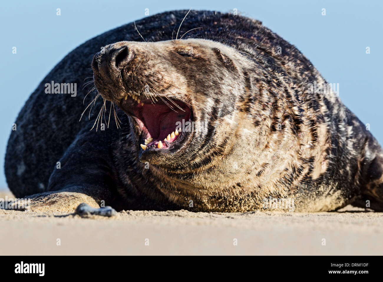 An adult male Grey seal bull asserts his dominance on his beach territory, North Sea coast, Norfolk, England Stock Photo