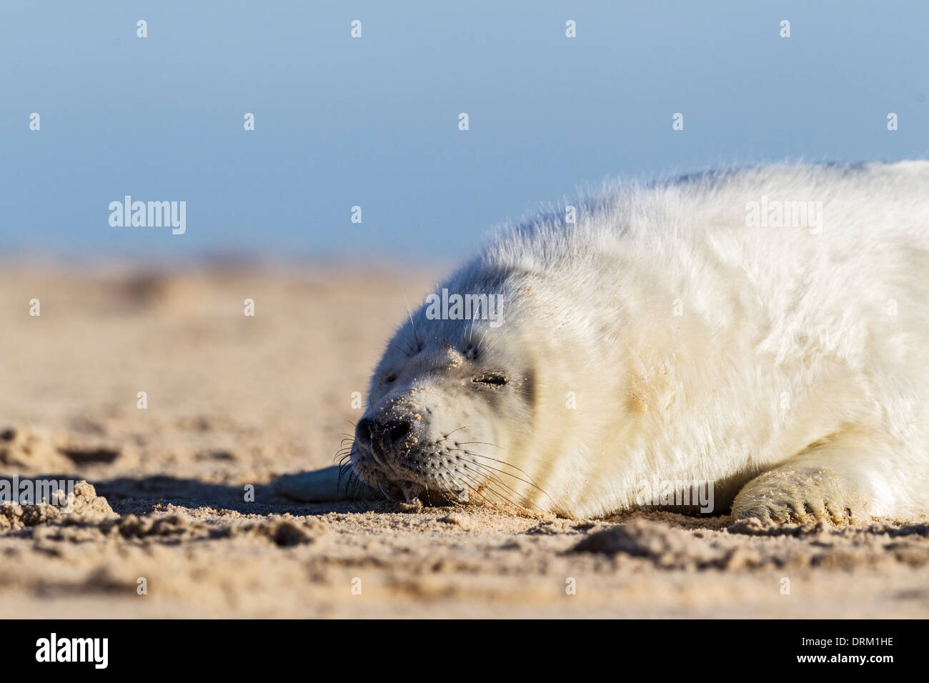 Grey seal pup in white natal fur sleeps on the beach Stock Photo