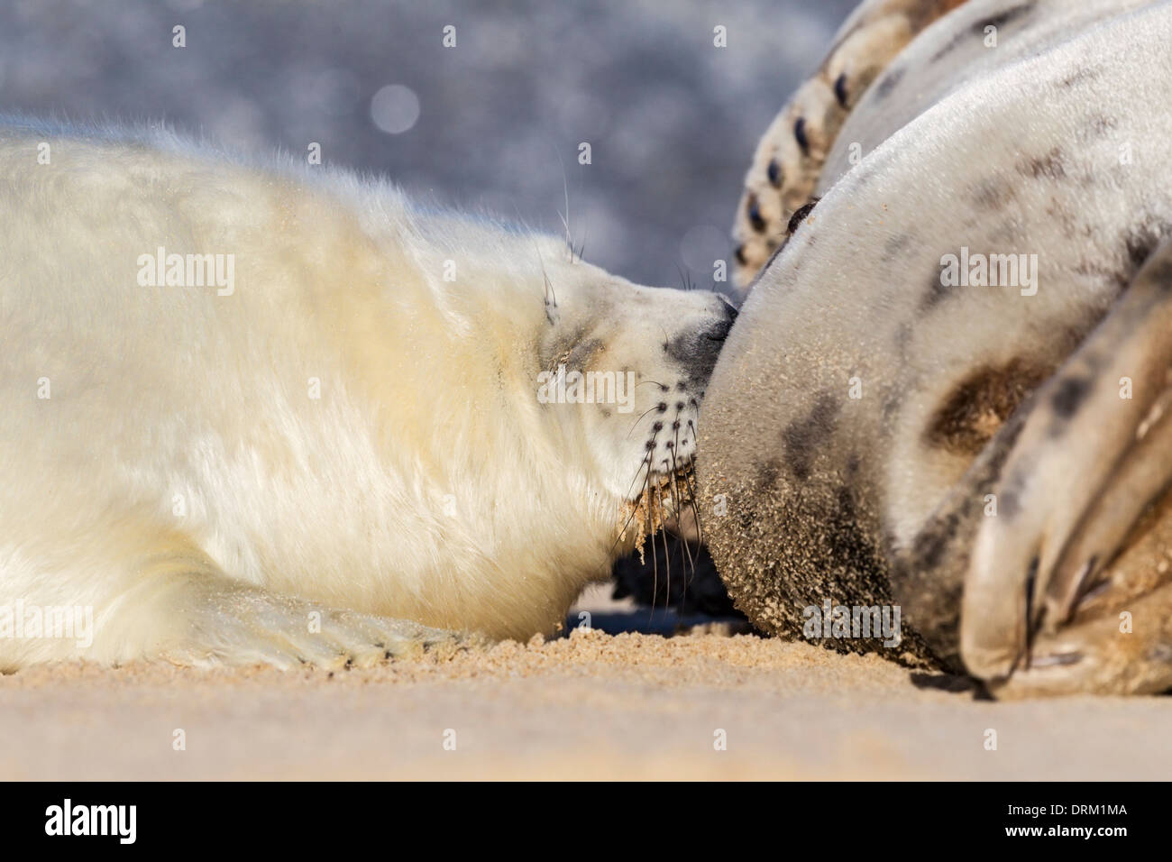 A Grey seal pup in white natal fur is suckled by its mother on the beach, North Sea coast, Norfolk, England Stock Photo