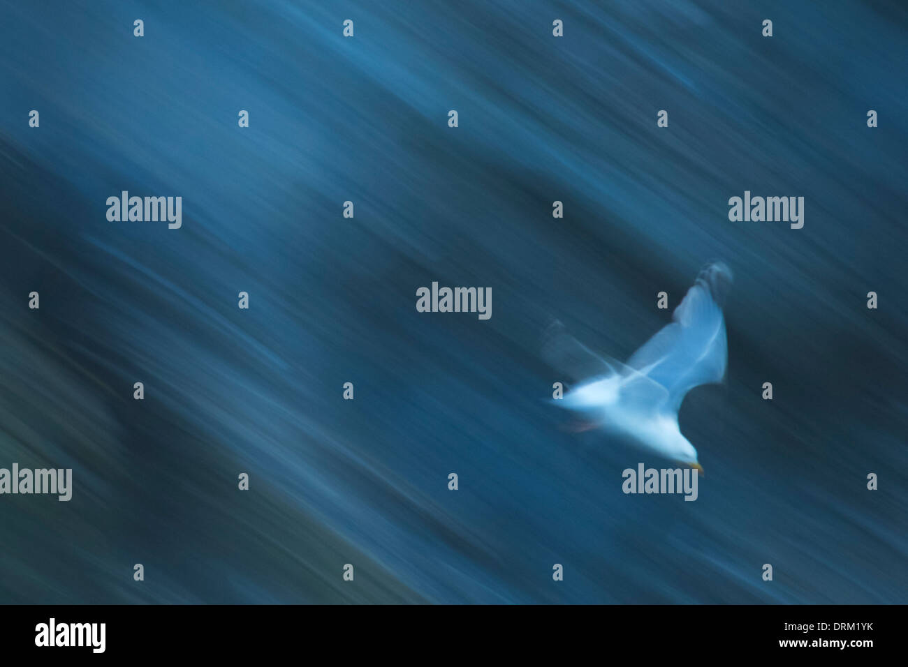 Herring gull diving,taken at slow shutter speed.©Jake Stephen