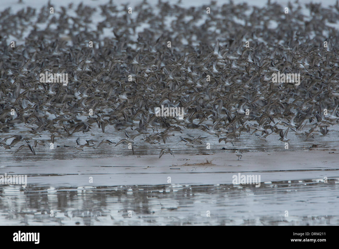 Knot flock take off from beach Stock Photo Alamy