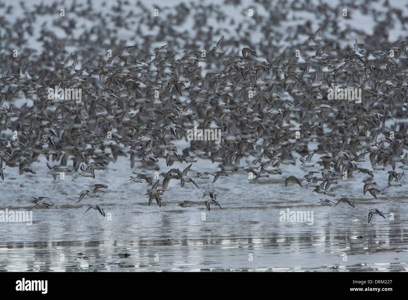 Knot flock take off 2 Stock Photo Alamy