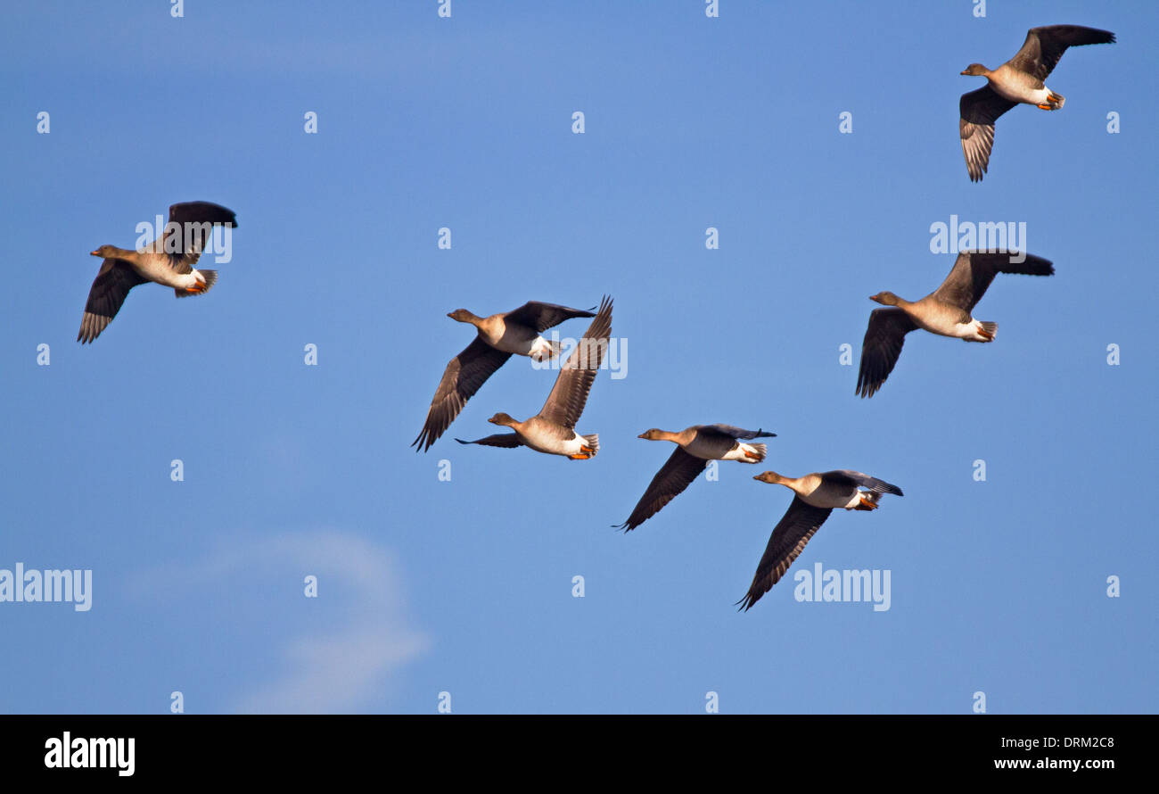 Seven flying Bean Geese in a blue sky Stock Photo Alamy