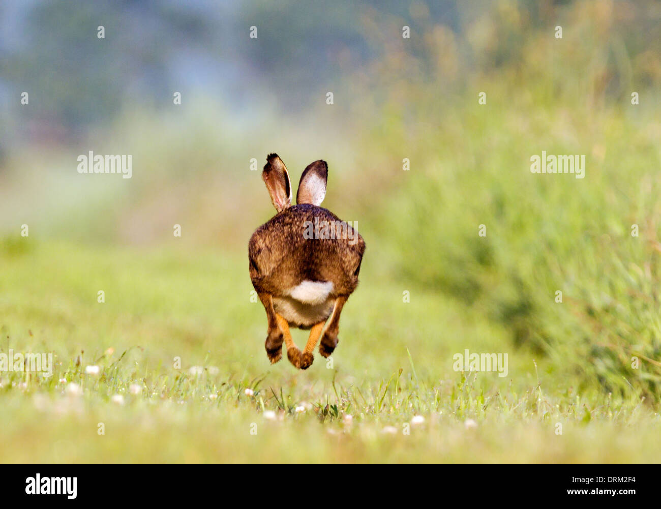 Hare hires stock photography and images Alamy