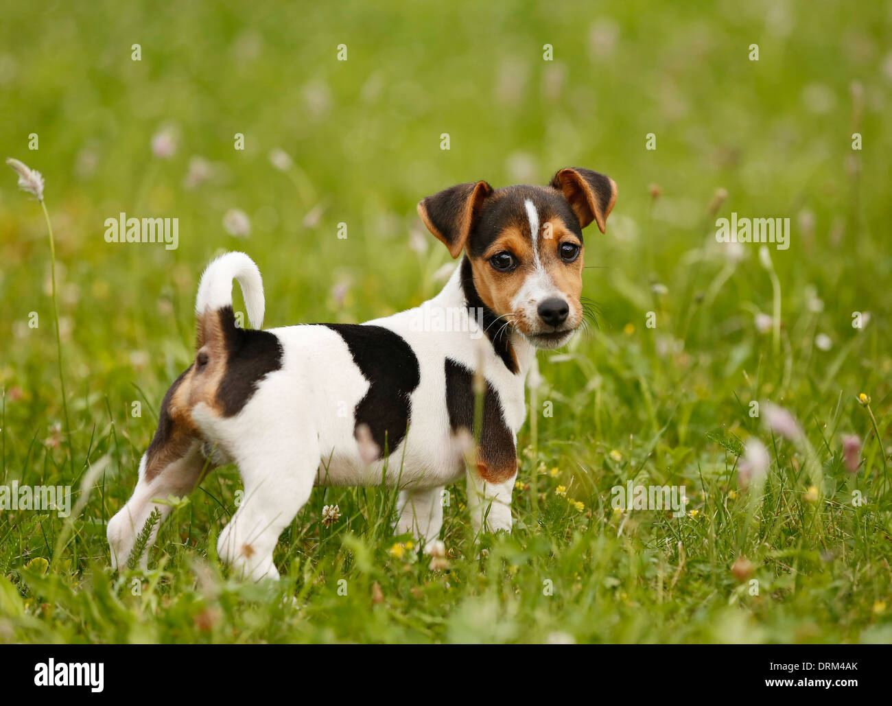 Germany, Baden-Wuerttemberg, Jack Russel Terrier puppy standing on meadow  Stock Photo - Alamy