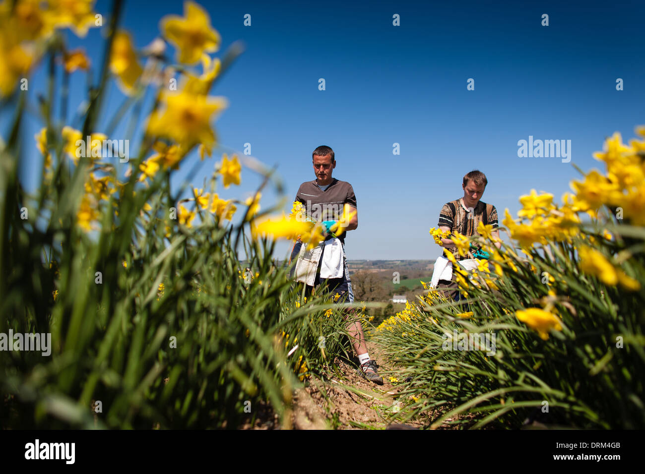 Seasonal eastern european migrant works picking Daffodils on a flower