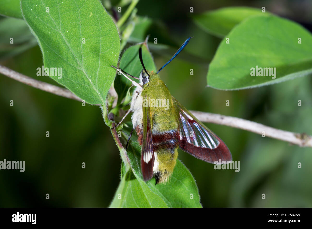 Hemaris fuciformis Broad-bordered Bee Hawk-moth Hummelschwaermer Stock Photo