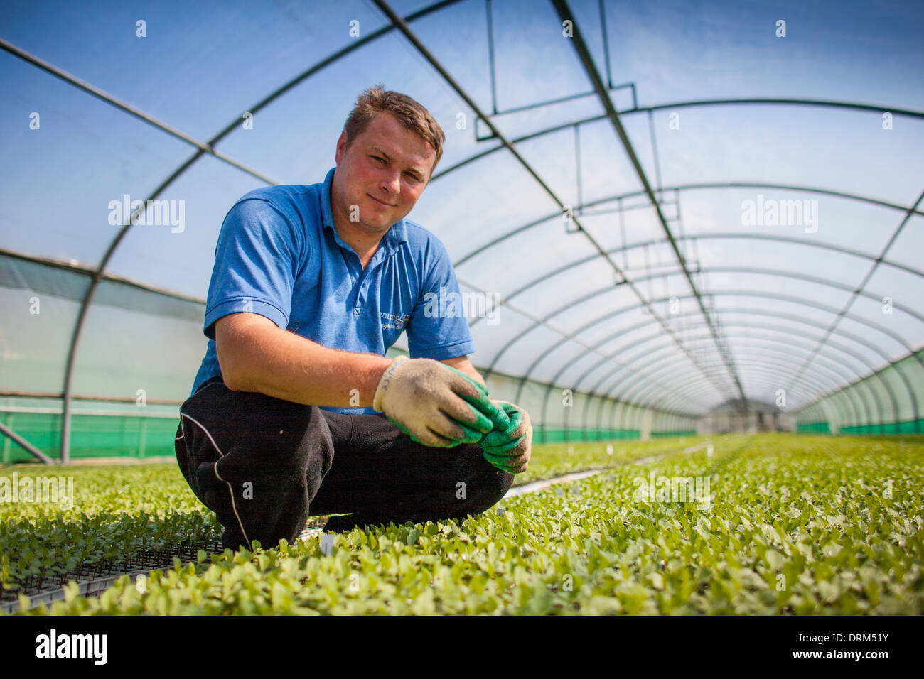 An eastern european seasonal migrant worker tending seedlings in a polytunnel, Truro, Cornwall, UK Stock Photo