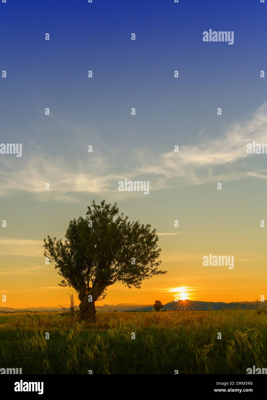 Lonely tree at sunrise near Valensole, Alpes-de-Haute-Provence, France Stock Photo