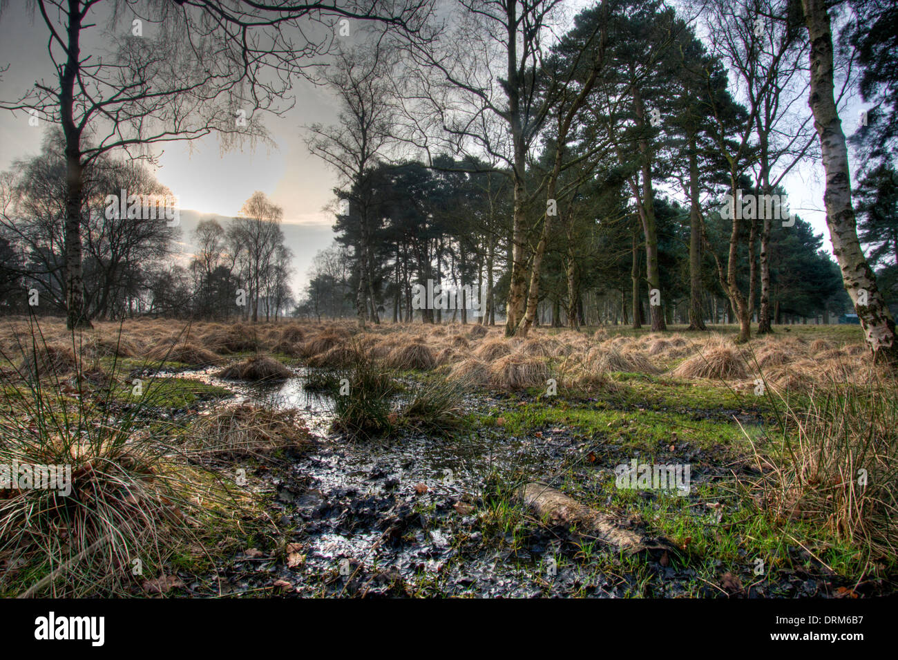 Boggy ground on Strensall Common in North Yorkshire, an internationally important area of lowland heath. Stock Photo