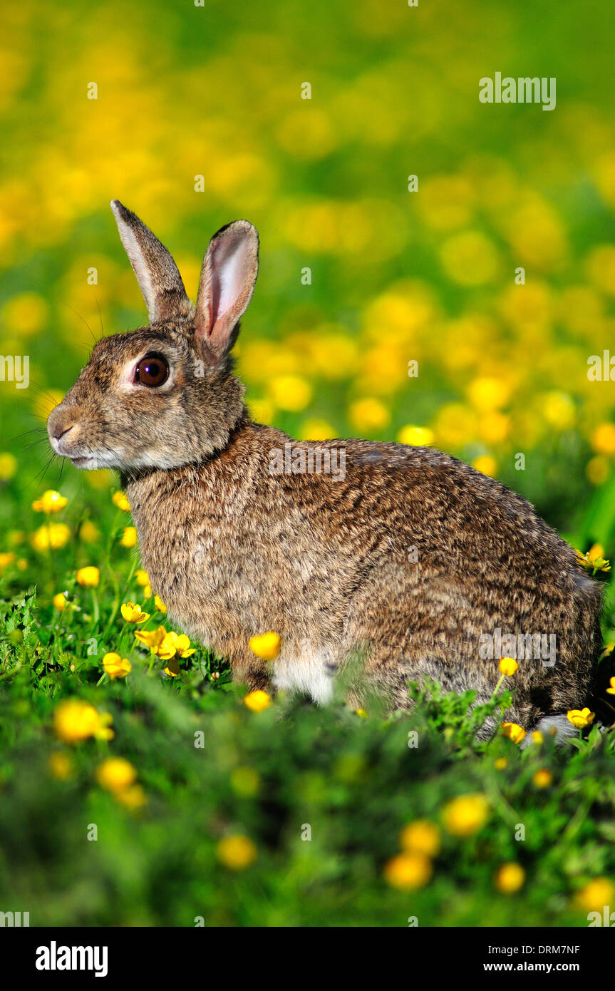Picture June Rabbit Rabbit Rabbits uk june hi-res stock photography and images - Alamy