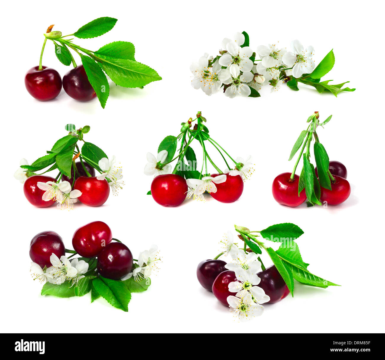 Set of cherry with leafs and flowers isolated on white background Stock Photo
