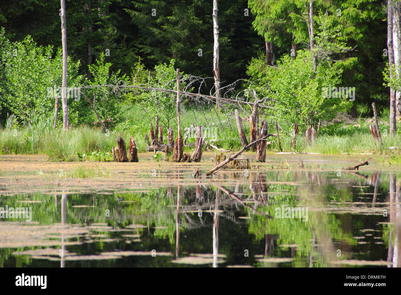 Log swamp marsh hi-res stock photography and images - Alamy
