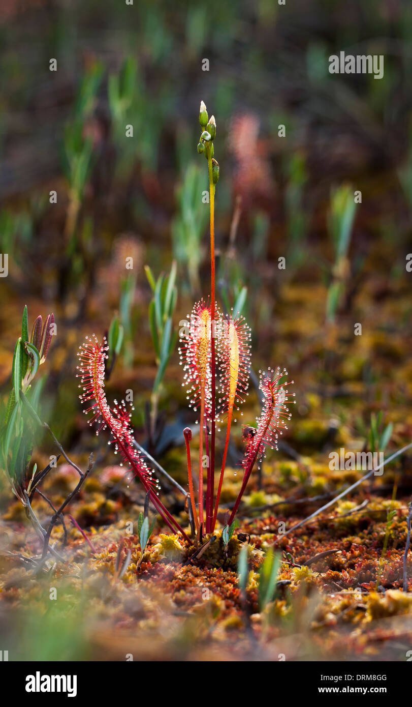 Sundew closeup Stock Photo