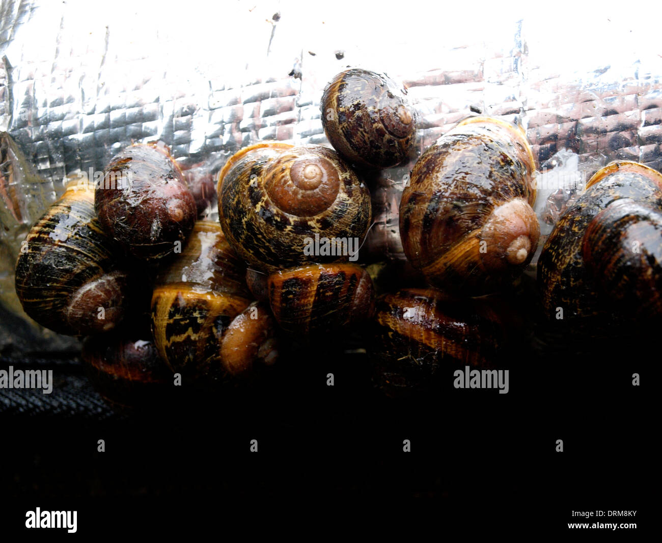 Hibernating snails hires stock photography and images Alamy