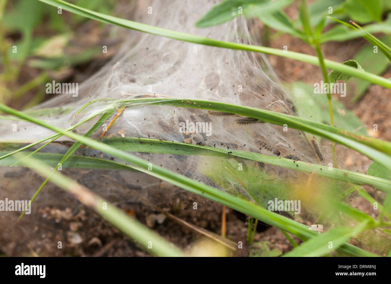 Caterpillar in its nest hi-res stock photography and images - Alamy