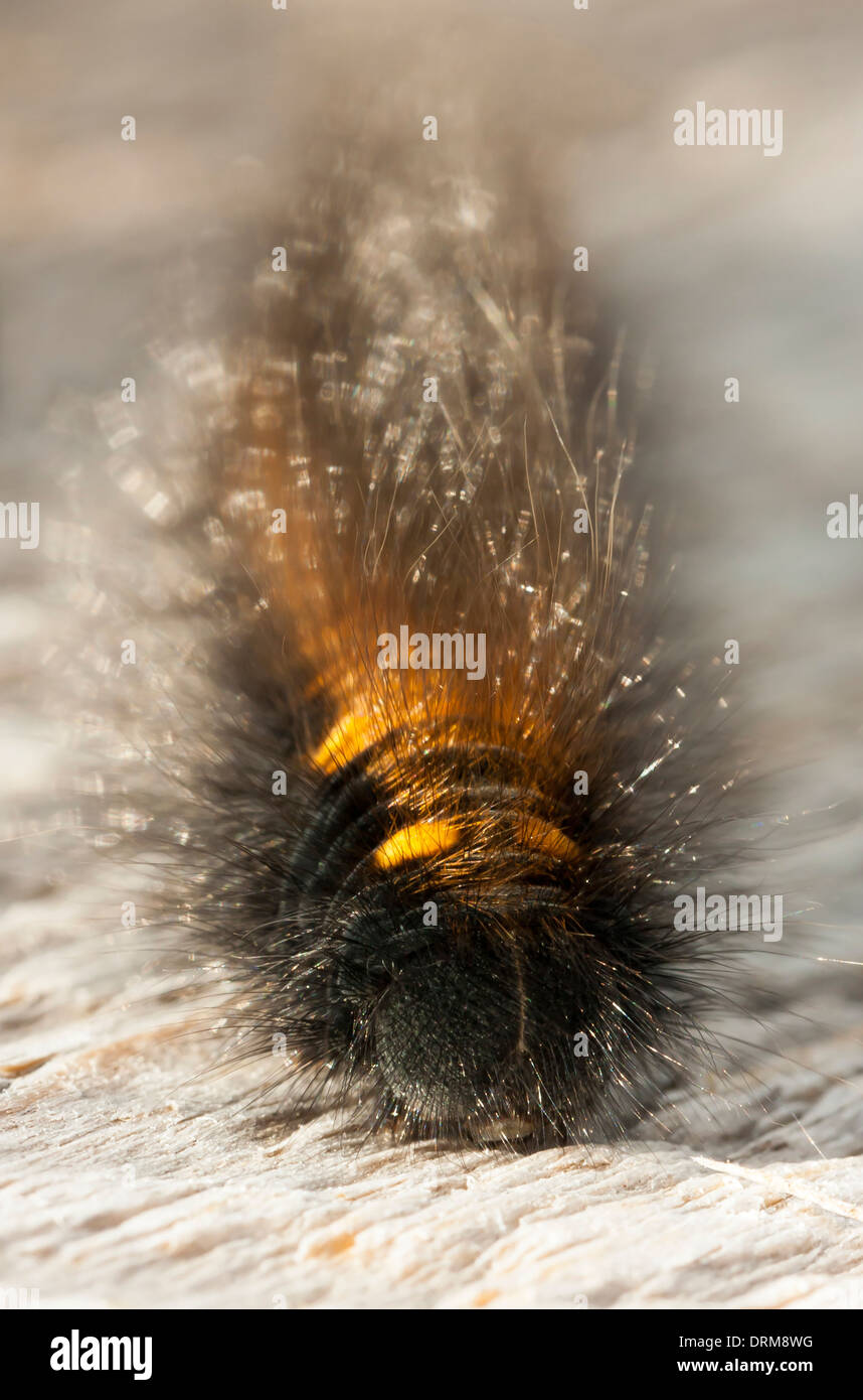 Black hairy caterpillar hi-res stock photography and images - Alamy