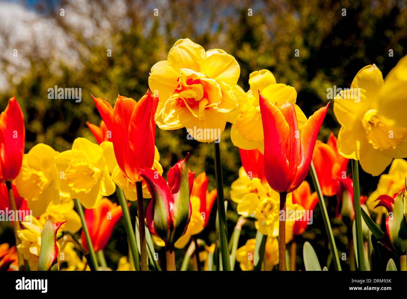 Orange tulips and yellow daffodils growing together in a UK garden, in spring. Stock Photo