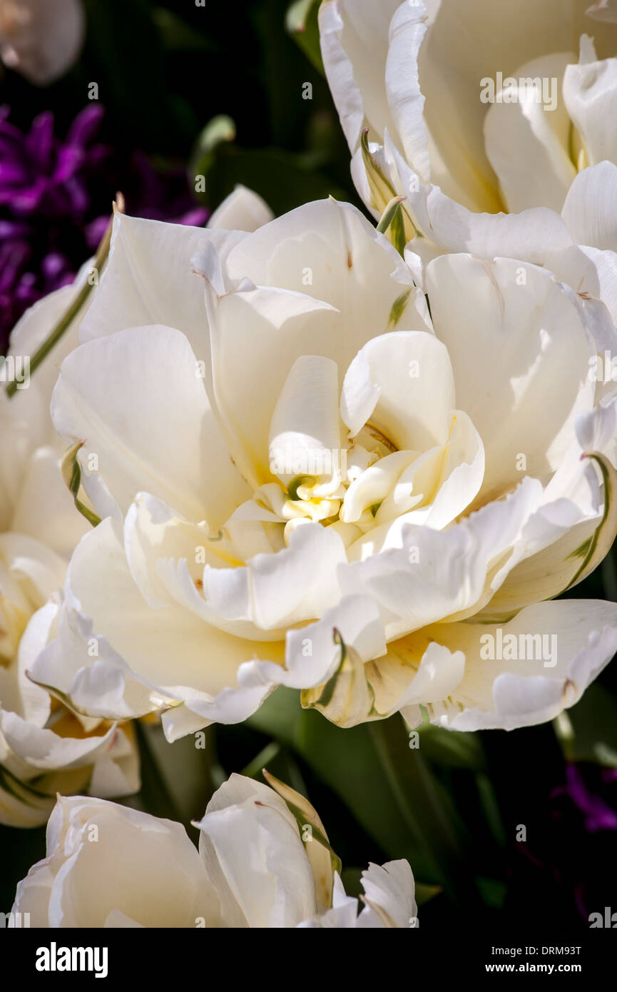 Tulip mount hires stock photography and images Alamy