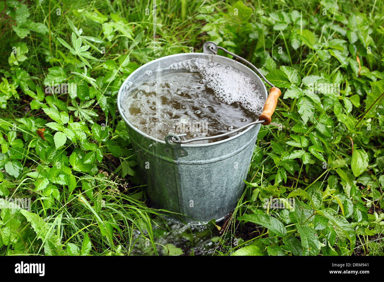 A pailful of rain water in the tall grass in summer Stock Photo