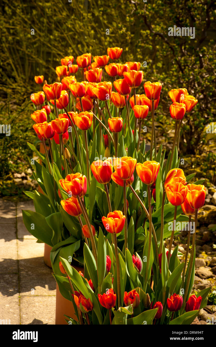 Tulipa 'Flair' orange tulips in terracotta pots on a patio. Stock Photo
