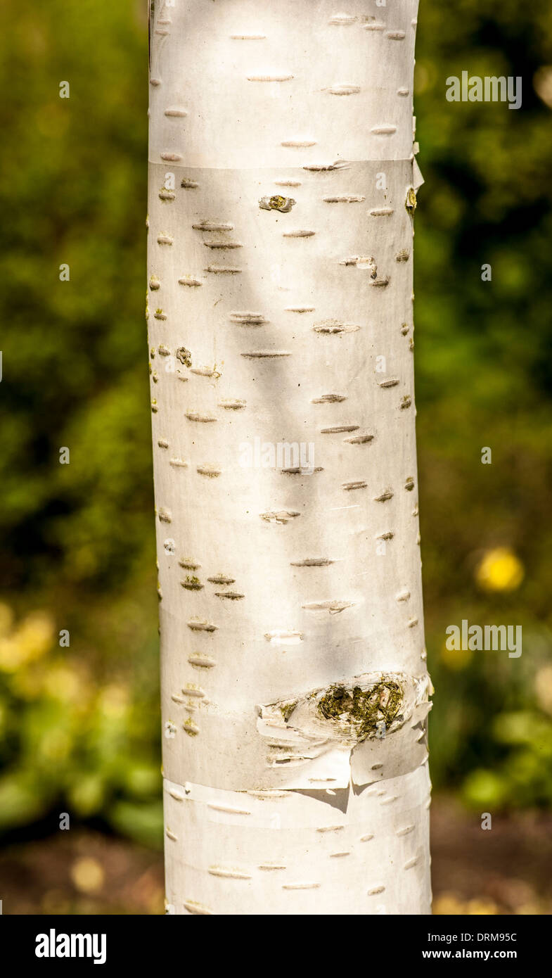 Closeup of a section of bark on a Silver Birch tree in spring growing in a UK garden. Stock Photo